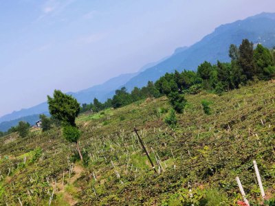 好山好水好空气，种出好品质